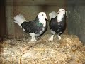 Macedonien pigeon strumica