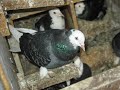 macedonien[pigeon][strumica