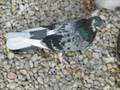 Macedonien pigeon strumica