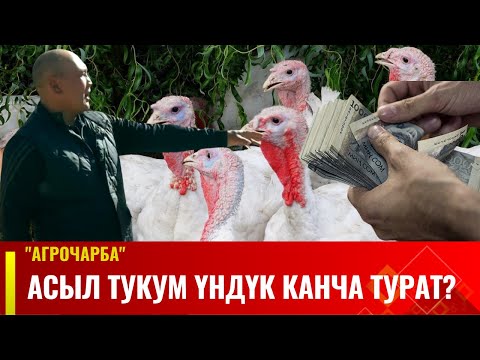 Асыл тукум үндүк канча турат | Агрочарба