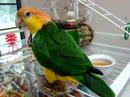 caique dinner caique dinner