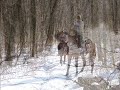 Horse Back Trail Riding Horse Back Trail Riding