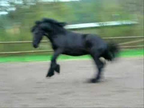 Lancelot 5 year old friesian