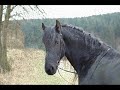 Lancelot 5 year old friesian