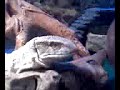 My Savannah Monitor Bruno My Savannah Monitor Bruno