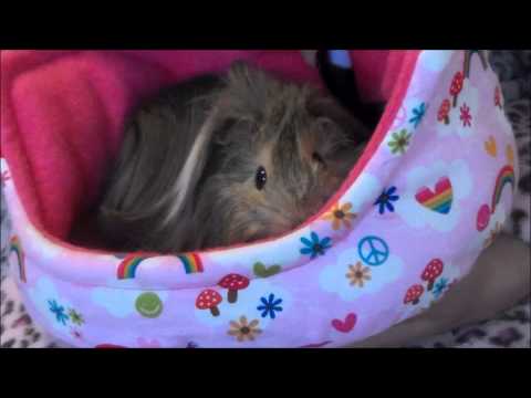 how to treat guinea pig mites