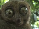 Symbiotic Surprise_No Dramatic Version REMIX