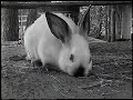 killer-bunnies.html
