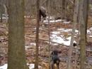 coon hound puppies training