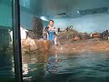 Click here to watch this video ペンギン！