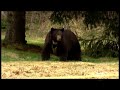 Whistler Bear