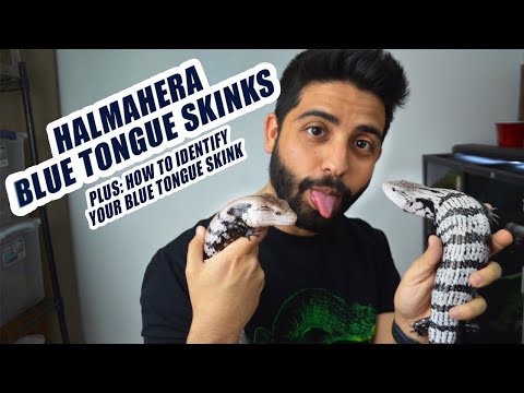 YouTube reptile video