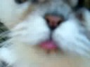 Chloes tongue