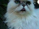 Chloes tongue