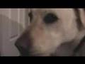 Bad Medical News Part 2+The Dog of Thunder and Lightning