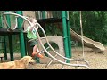 Joey Climbing on Playground Equipment