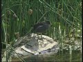 Biotop Swimming-Teich / Natural Pool Release 5 Biotop Swimming-Teich / Natural Pool Release 5
