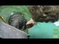 Seal & Koala Eye Exams
