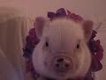 Piglet Hamstring Valentine OINK OINK!