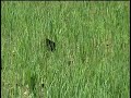 JAÇANÃ Jacana-jacana JAÇANÃ Jacana-jacana