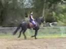 Z dressage stallion available thru Tailwind Friesians