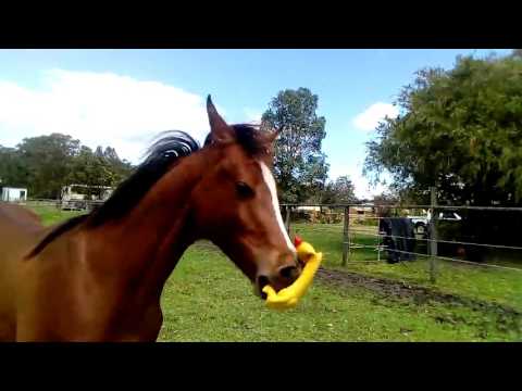 Koń bawi się gumowym kurczakiem. Padniesz ze śmiechu :D