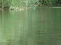 Trout Rising to Midges 2