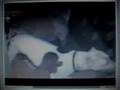 Pit bulls euthanized after attacking owners ex-girlfriend