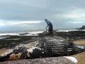 whale bail