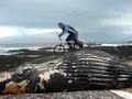 whale bail