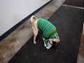 Tido the Pug - Opening a Package for Food Tido the Pug - Opening a Package for Food