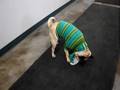Tido the Pug - Opening a Package for Food