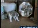 Cats! Cats!