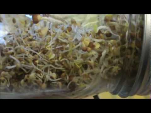 how to grow alfalfa sprouts