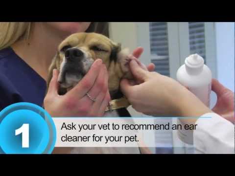how to dissolve dog ear wax
