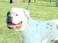 CanineDogProject