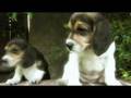 The Power of Puppies
