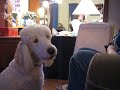 Goldendoodle (Patty) Whining Goldendoodle (Patty) Whining