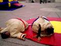 Sumo Suits with Tiffany and Karlee