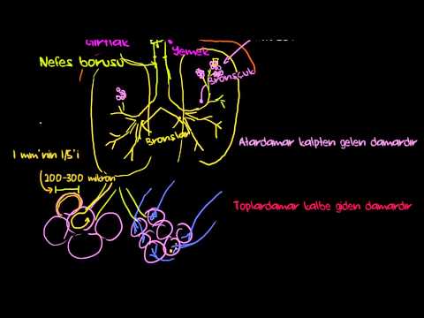 Khan Academy - Akciğerler ve Solunum Sistemi (Pulmoner Sistem) (Sağlık ve Tıp / Solunum Sistemi Fizyolojisi) - 2015.05.04