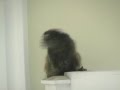 videos de Deu Macaco na Apuração