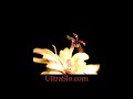 Lady bug flying in UltraSlo 5000 FPS just amazing Lady bug flying in UltraSlo 5000 FPS just amazing