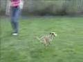 Border Terrier video