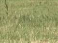 Woodchuck Hunting with Barry