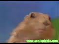 Dramatic Chipmunk Jedi Edition