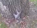 besoffenes eichh�rnchen