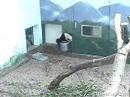 Mei Lan on the water bowl - 16.03.07 Mei Lan on the water bowl - 16.03.07