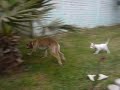 ares y ares