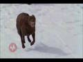 videos de Children of Winter Extra Steamboat Pond Skimming