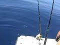 Bailer Dolphin 6-14-08